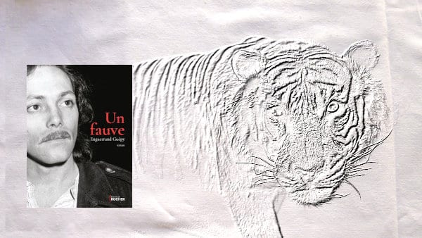 Un tigre en arrière-plan et la couverture du livre d'Enguerrand Guépy, Un fauve, au premier plan