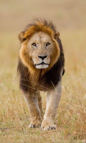 Photo d'un lion