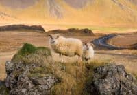 Des moutons en Islande